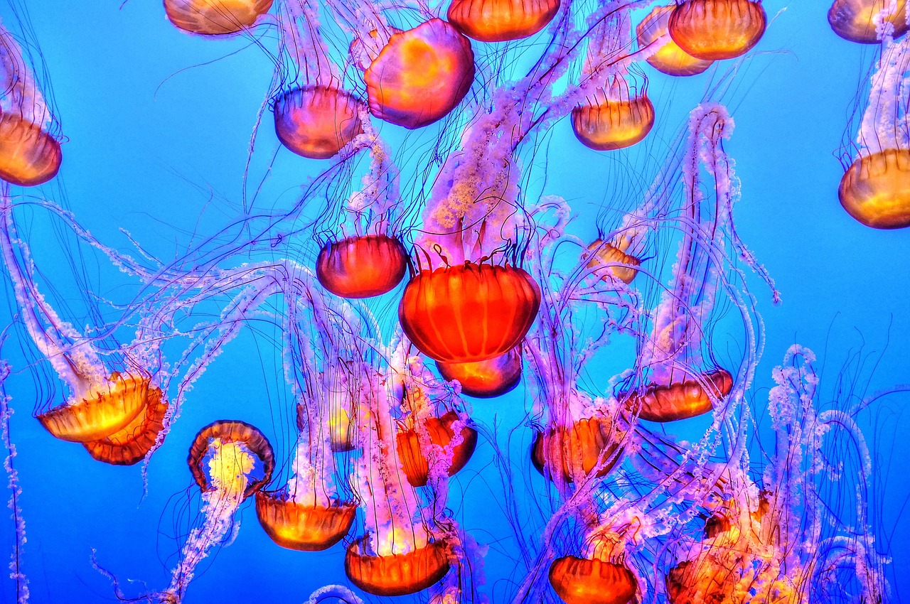 jelly-fish